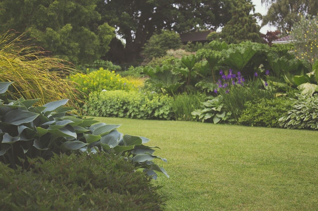 12 facts and tips about ornamental onions