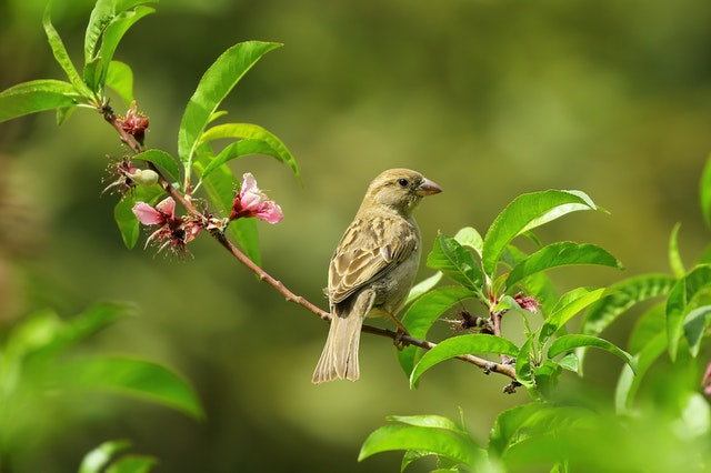 Preventing and combating caterpillars